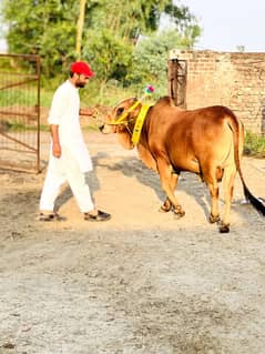 Desi beautiful bachry khredny k liy rabta kry