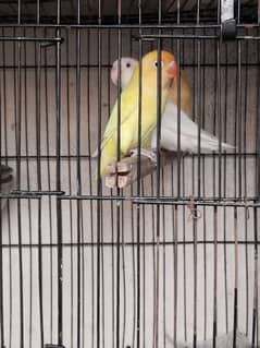Love Bird 100% Breeder pair