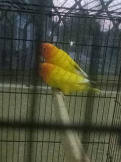 Love birds pair avalable