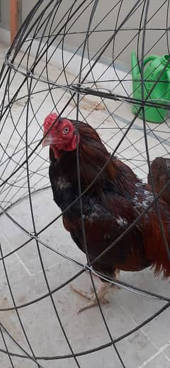 Zero Size Amroha×Argentino bird