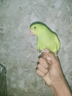 parrot