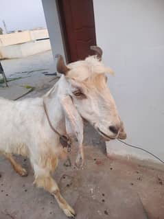 Goat/bakri