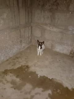 Rabbit for sell