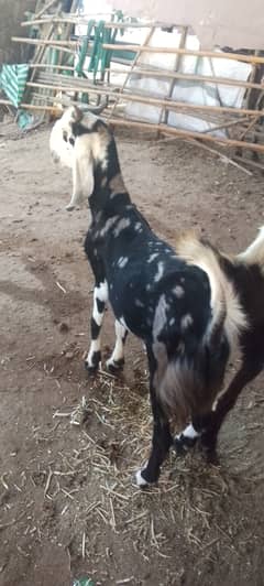 Qurbani Bakra Khasi do dant