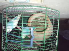 pair of budges with eggs and cage