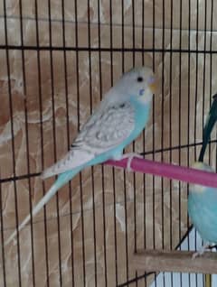 Spangle