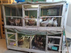 Bahawalpur- 2 cages with hens and chicks