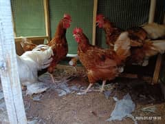 Bahawalpur- lohman, bantam murgi murgy