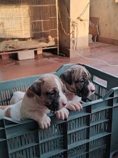 Pittbull puppies