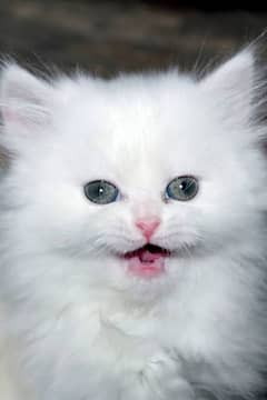 Fluffy & Healthy persian kittens for sale