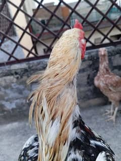 chenna