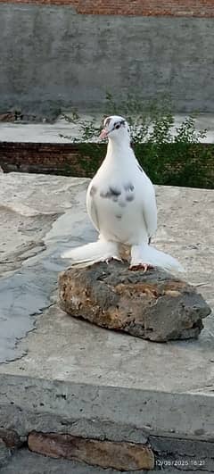 fancy pigeon