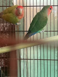 love birds very active and breeding pair with DNA