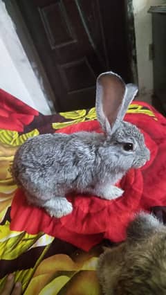 purebred flemish giant bunny pair