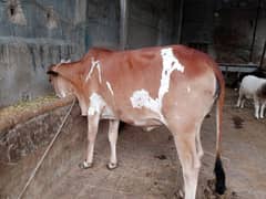 qurbani 2025