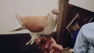 pigeons