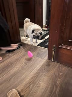 Pug male healthy family dog