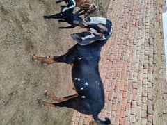 Qurbani