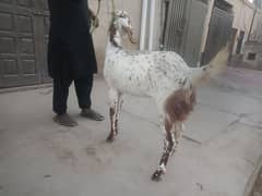 Qurbani wali Path For sale