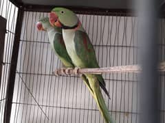 green ring necklace pahari