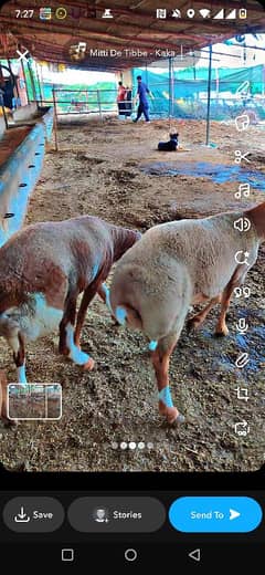 Turkey Cross Sheep
