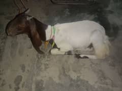 female goat