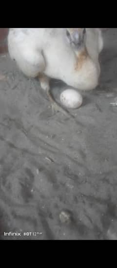 Eggs da Rai madi  full Breader guaranteed 03441680398