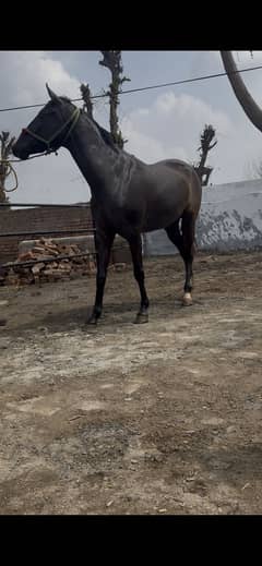 Mushki 2 wak wacheri for sale