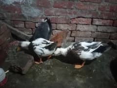 Ducks sale male female Gujranwala