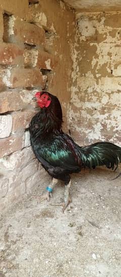 Thai Breeder Murga