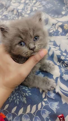 Persian kitten