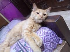 Male Persian Cat For Sale