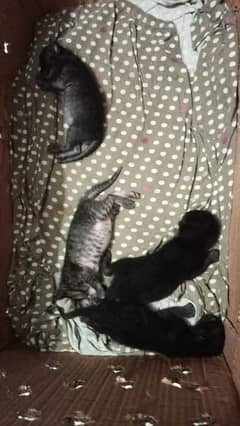 kitten,female cat,male cat