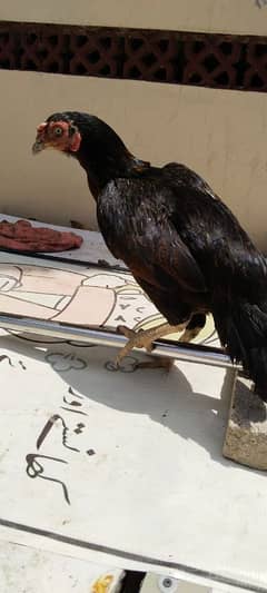 Aseel Shamo and Lakha cross hen