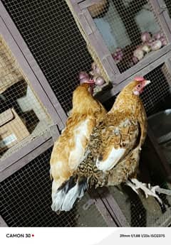 Desi Hens