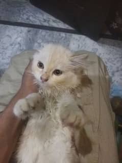 1Male cat age 1years odd eyes Rs10,000 and  cute 2months female kitten