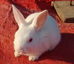 red eyes rabbit babies active and beautiful