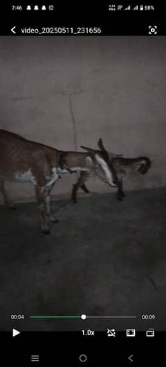 bakri