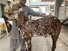 Makhi cheena Bakra kahsi danto ma 4