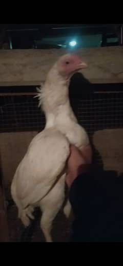 Heeri madi for sale