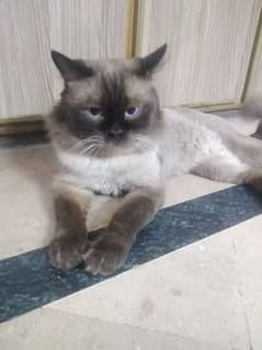 Siamese healthy male for sale