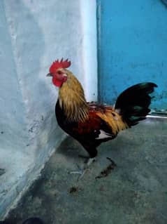 desi Murga for sale