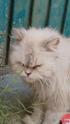 whit with gray shed and blue eyes long coat
