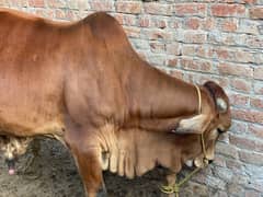 Qurbani Wacha for sale