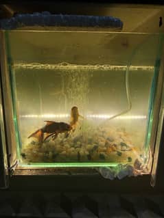 fishes with aquarium