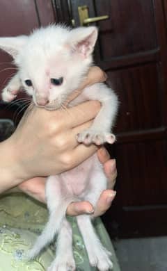 2nd crossed persian kittens are available for sale