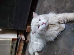 Male Cat