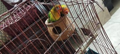 Love bird breeder pair for sale with cage