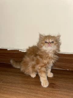 Persian kitten triple coat punch face