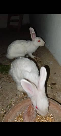 rabbit